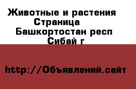  Животные и растения - Страница 35 . Башкортостан респ.,Сибай г.